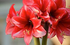 Wild red amaryllis flowers in a bright, beautiful bunch