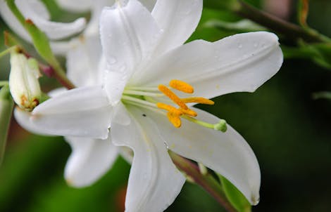 Photograph of a easter lily