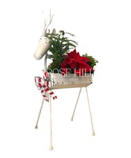 Reindeer Planter with Holiday Plants