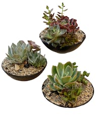 Thank You Succulents - Set of 3
