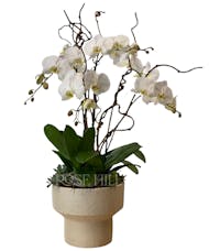 Orchid in Large Pietra Pot