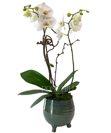 Mini Orchid in Green Pottery