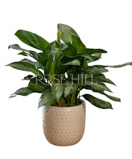 Aglaonema Plant - Chinese Evergreen