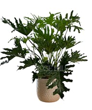 Philodendron Selloum Plant