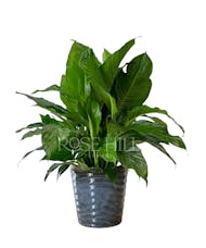 Spathiphyllum Plant - Peace Lily