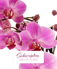 Orchid Plant Monthly