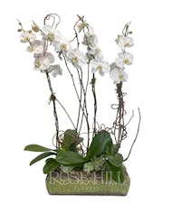 Stunning Orchids with Succulents
