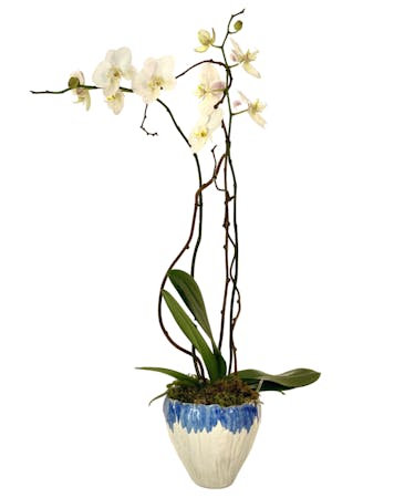 Orchid in Farrah Pot