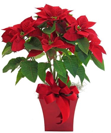 Festive Poinsettia - Nashville Flowers