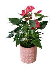Valentine Anthurium Plant