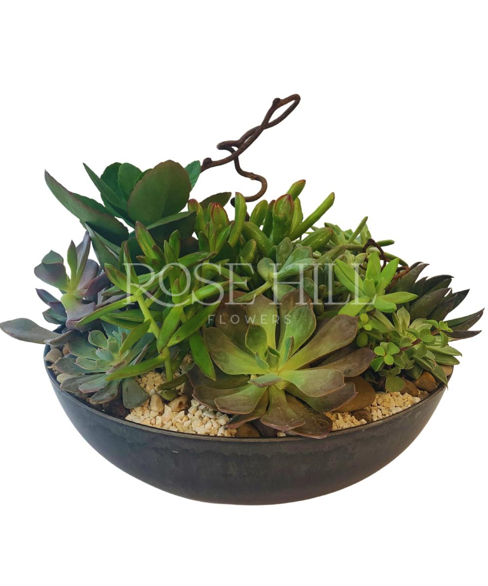 Lush Succulent Dish Garden Nashville Succulent Delivery