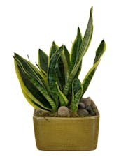 Desktop Sansevieria Plant