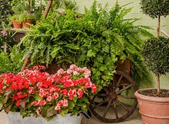 Gorgeous flower and plant arrangements in a wide range of pots and baskets